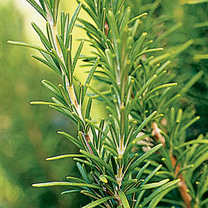 Rosemary 'Pinkie' 3.5"container-635