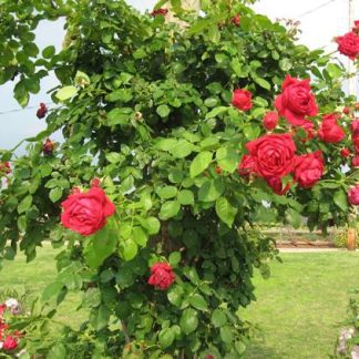 Rose 'Ruth's Red Climber'-0
