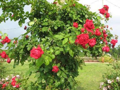Rose 'Ruth's Red Climber'-0