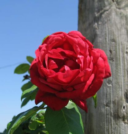 Rose 'Ruth's Red Climber'-970