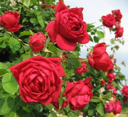Rose 'Ruth's Red Climber'-969