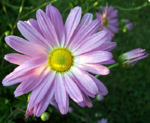 Chrysanthemum (Chrysanthemum x morifolium 'Misty Lilac Pink