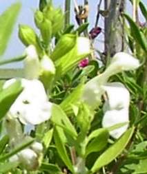 Salvia greggii 'White"-229