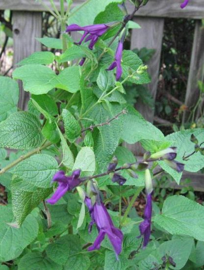 Salvia guaranitica 'Purple Majesty'-0