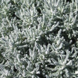 Santolina 'Gray'-0
