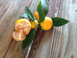 Satsuma Oranges, PRE-ORDER, Pick up November 19 and 20-0