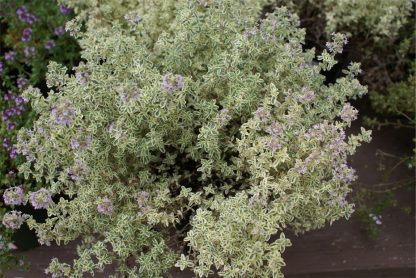 Thyme 'Silver"-0