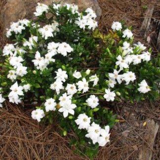 Dwarf Gardenia Radican