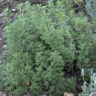 Artemesia 'Southernwood' -3.5" container-0