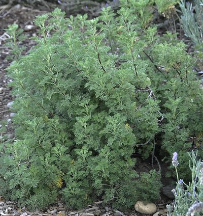 Artemesia 'Southernwood' -3.5" container-0