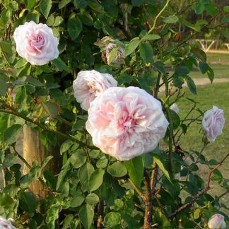 Rose 'Souvenir de la Malmaison'-0