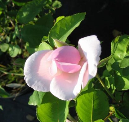 Rose 'Souvenir de St. Anne'-0