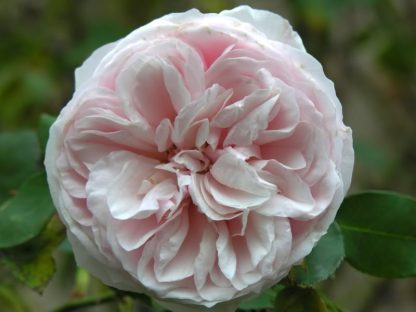 Rose 'Souvenir de la Malmaison'-771
