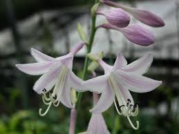 Hosta 'Stained Glass'-132