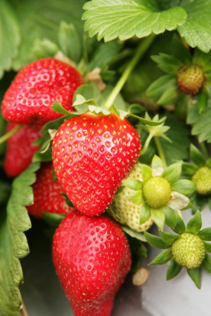 Strawberry 'Sweet Charlie' Flat of 18-0