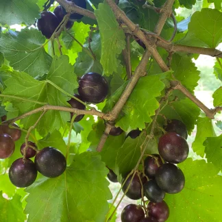 Muscadine Ruby Crisp
