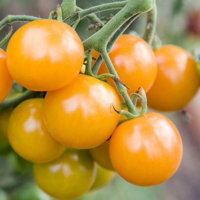 Tomato ‘Sungold’