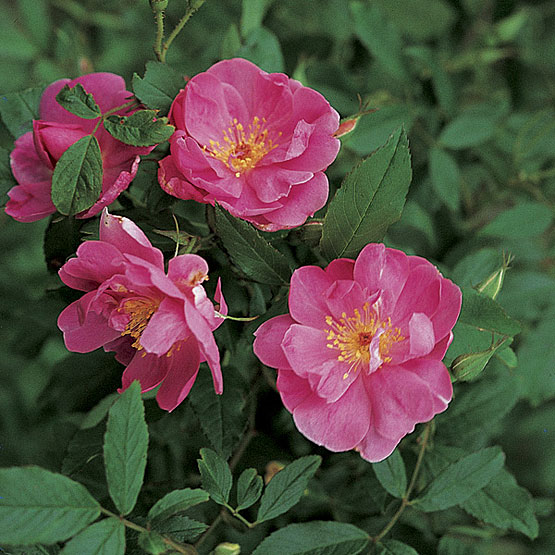 Rosa 'Swamp Rose'-976