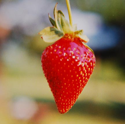 Strawberry 'Sweet Charlie'-1421