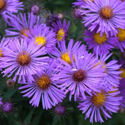 New England Aster 'Purple Dome'-1658
