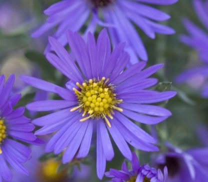 New England Aster 'Purple Dome'-0