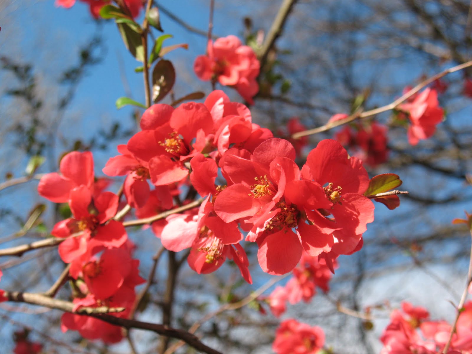 Quince ‘Texas Scarlet’