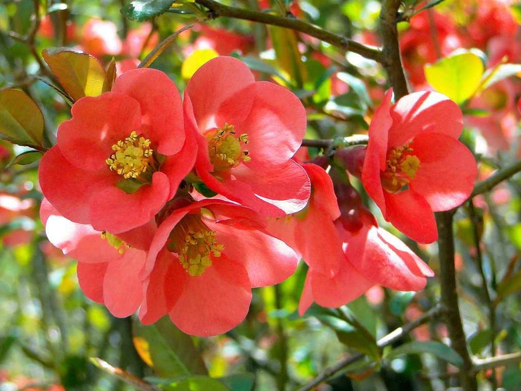 Quince ‘Texas Scarlet’