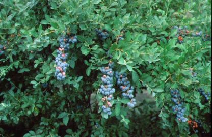 Blueberry 'Tifblue'-0