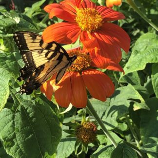 Kids in the Garden - The Great Southeast Pollinator Census