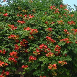 Trumpet Creeper Vine