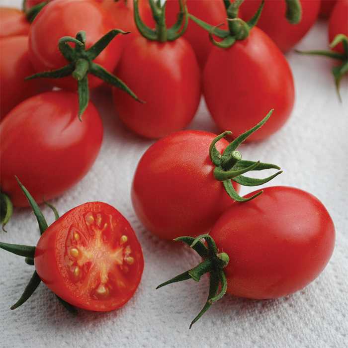 Tomato 'Umberto'-0