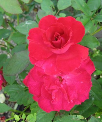 Rose 'Valentine'-0