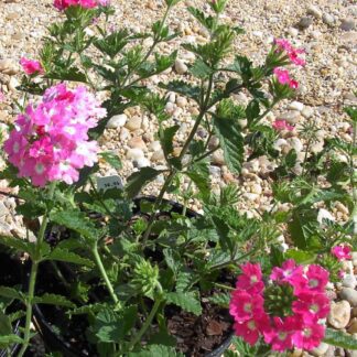 Verbena "Appleblossom'-0
