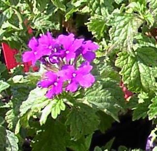 Verbena 'Homestead Purple'-0