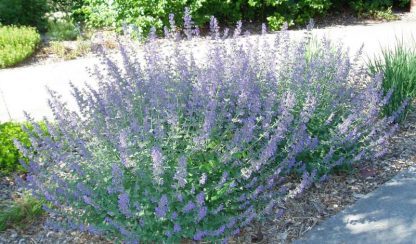 Catmint 'Walkers Low'-714