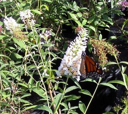 Butterfly Bush 'White Profusion'-0