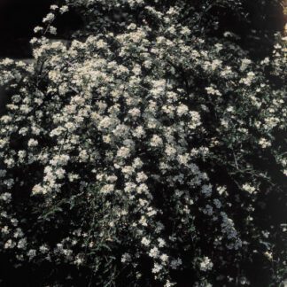 Rose 'Lady Banks White'-0