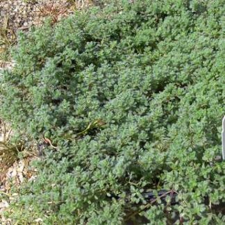 Thyme 'Wooly'-0