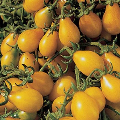 Tomato 'Yellow Pear'-0